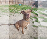CJ - Female Mutt Dog for Adoption - Small photo
