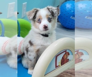 Miniature Australian Shepherd Puppy for sale in NORWOOD, MO, USA