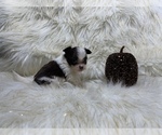Small Photo #29 Shiranian Puppy For Sale in HAYWARD, CA, USA