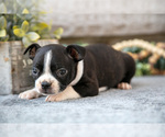 Small #2 Boston Terrier