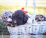 Small Photo #3 Poodle (Standard) Puppy For Sale in LINDEN, TN, USA