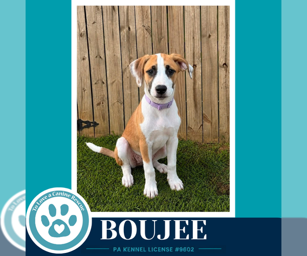 Medium Photo #4 Boxador Puppy For Sale in Kimberton, PA, USA