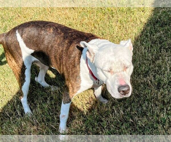 Medium Photo #7 American Staffordshire Terrier-Unknown Mix Puppy For Sale in columbia, SC, USA