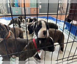 Boxer-Boxer Mix Puppy for sale in JACKSONVILLE, FL, USA