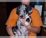 Puppy Willow Great Dane