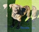 Small Shepradors