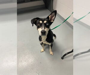 Siberian Husky-Unknown Mix Dogs for adoption in St. Cloud, FL, USA