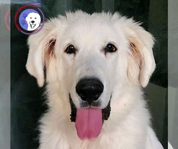 Medium Photo #1 Great Pyredane Puppy For Sale in Spring, TX, USA
