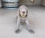 Puppy Yellow butter Weimaraner