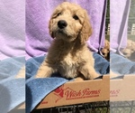 Small Photo #2 Goldendoodle Puppy For Sale in WESTMINSTER, SC, USA