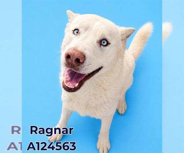 Medium Photo #2 Gerberian Shepsky Puppy For Sale in HESPERIA, CA, USA