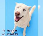 Small #1 Gerberian Shepsky