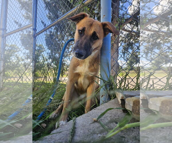 Medium Photo #1 Mutt Puppy For Sale in Las Vegas, NM, USA