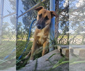 Mutt Dogs for adoption in Las Vegas, NM, USA