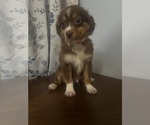Small #2 Miniature Australian Shepherd