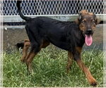 Small #1 Australian Kelpie-Doberman Pinscher Mix