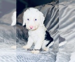 Small Photo #13 Sheepadoodle Puppy For Sale in CORYDON, IN, USA