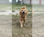 Small Chow Chow
