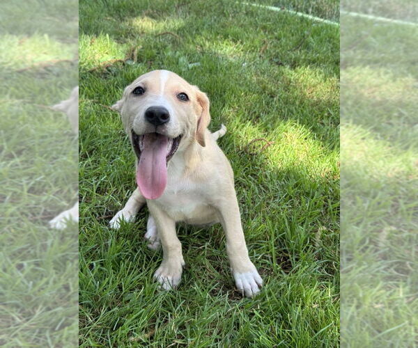 Medium Photo #3 Sheprador Puppy For Sale in Springdale, PA, USA