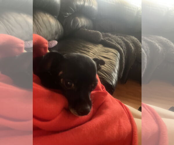 Medium Photo #3 Chihuahua-Unknown Mix Puppy For Sale in Chandler, AZ, USA