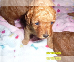 Poodle (Toy) Puppy for sale in DULUTH, GA, USA