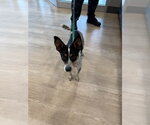 CHICKEN NUGGET - Male Mutt Dog for Adoption - Small photo