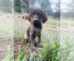 Small Photo #25 German Shorthaired Pointer Puppy For Sale in GRAND ISLAND, NE, USA