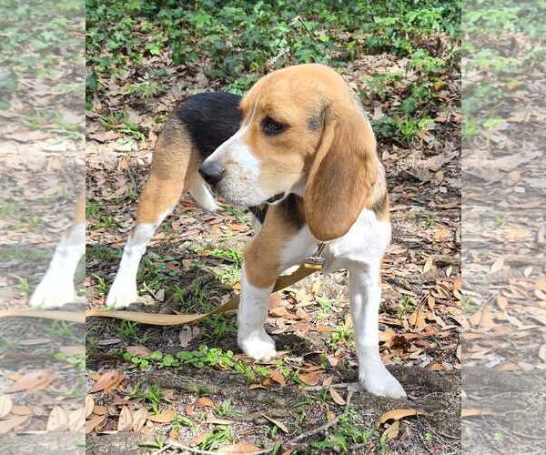 Medium Photo #3 Beagle Puppy For Sale in Dunnellon, FL, USA