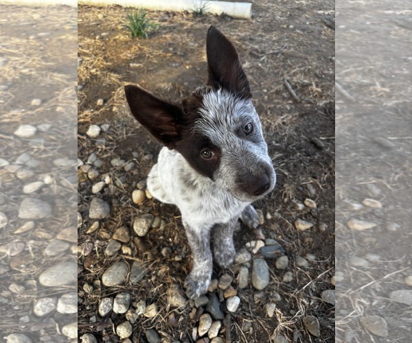Medium Photo #2 German Shepherd Dog-Unknown Mix Puppy For Sale in Gretna, NE, USA
