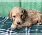 Small Photo #5 Irish Doodle Puppy For Sale in DUNDEE, OH, USA