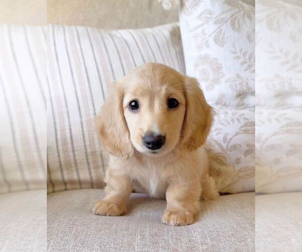 Medium Photo #1 Dachshund Puppy For Sale in DALLAS, TX, USA