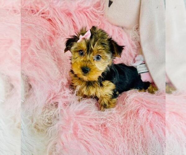 Medium Photo #2 Yorkshire Terrier Puppy For Sale in PEMBROKE PINES, FL, USA