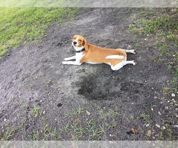 Medium Photo #3 Beagle Puppy For Sale in COCOA, FL, USA