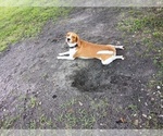Small #2 Beagle