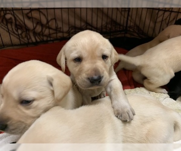 Medium Photo #8 Labrador Retriever Puppy For Sale in WILSONVILLE, OR, USA