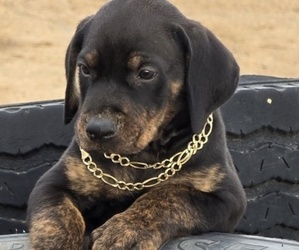 Cane Corso-Doberman Pinscher Mix Litter for sale in HOMELAND, CA, USA