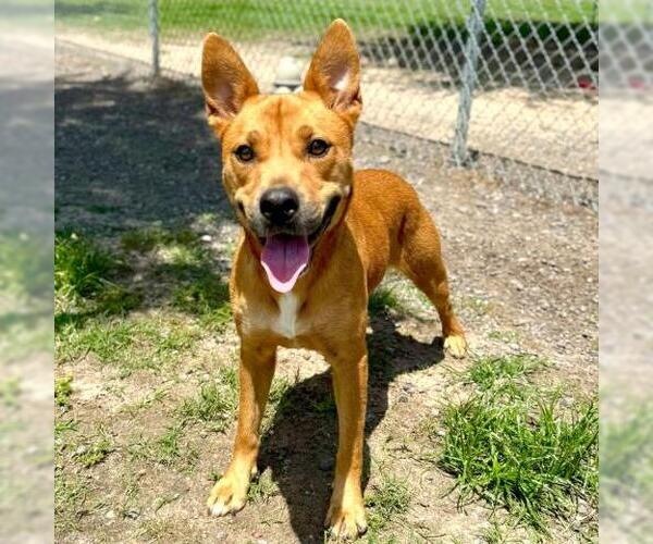 Medium Photo #2 American Pit Bull Terrier-Labrador Retriever Mix Puppy For Sale in Conroe, TX, USA