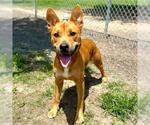 Small #1 American Pit Bull Terrier-Labrador Retriever Mix