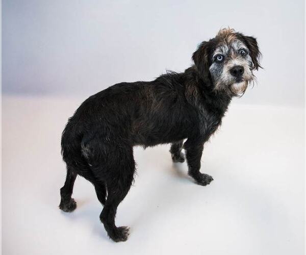 Medium Photo #3 Mutt Puppy For Sale in Kennesaw, GA, USA