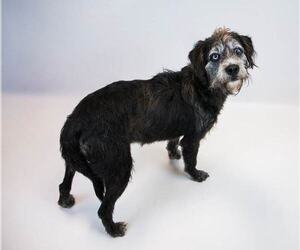 Mutt Dogs for adoption in Kennesaw, GA, USA