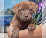 Small #2 American Bulldog-Chocolate Labrador retriever Mix