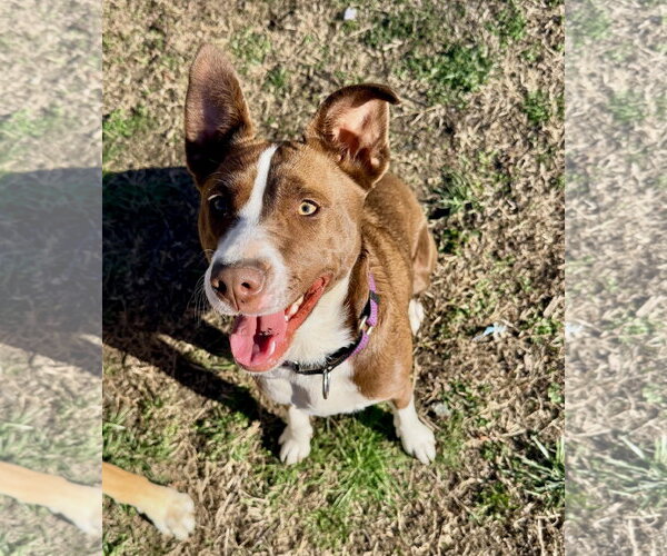 Medium Photo #6 Collie-Unknown Mix Puppy For Sale in Mount Laurel, NJ, USA