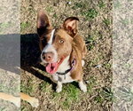 Small #5 Collie Mix