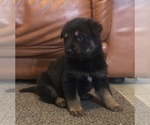 Small Photo #2 German Shepherd Dog Puppy For Sale in KINGSTON, NY, USA