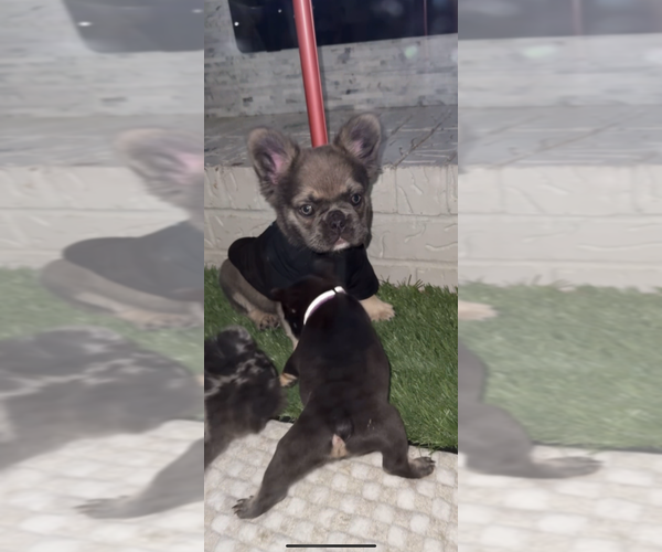 Medium Photo #1 French Bulldog Puppy For Sale in DALLAS, TX, USA