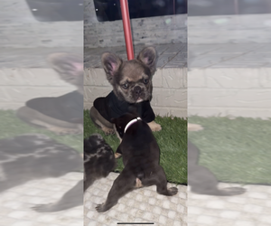 French Bulldog Puppy for sale in DALLAS, TX, USA