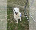 Small #15 Great Pyrenees