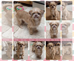 Schweenie Dogs for adoption in Mesa, AZ, USA