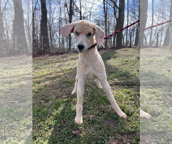 Medium Photo #2 Poodle (Miniature) Puppy For Sale in Pacolet, SC, USA