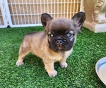 Small #12 French Bulldog